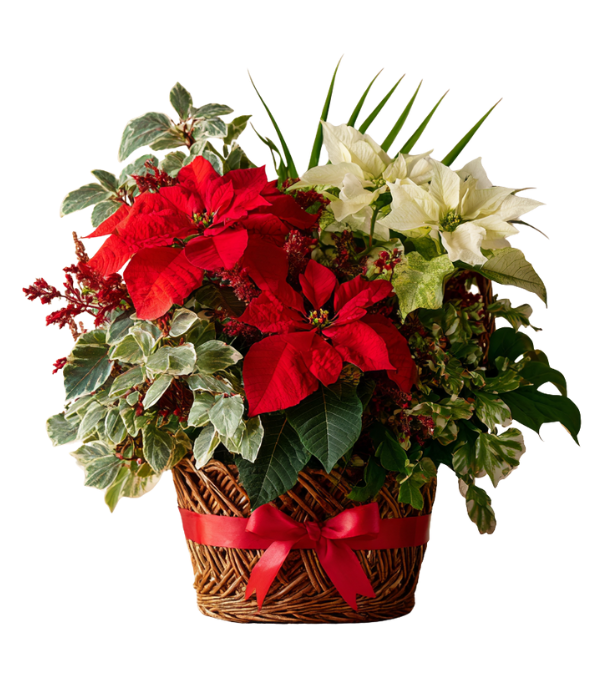 Seasons Greetings Planter Basket