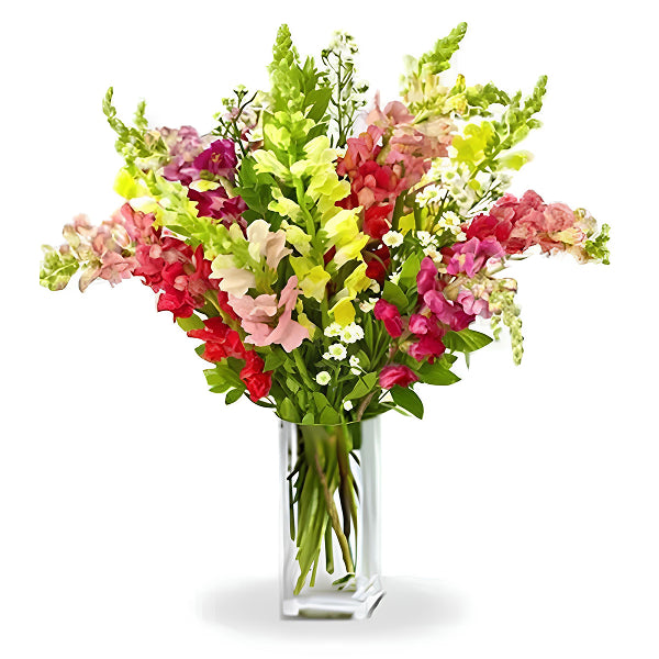 colordul snapdragons